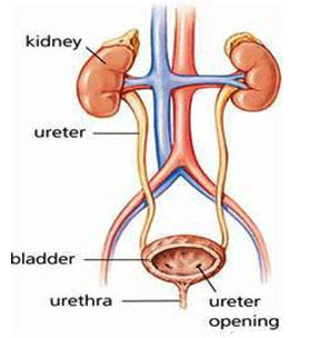 Detail Gambar Organ Ureter Nomer 9