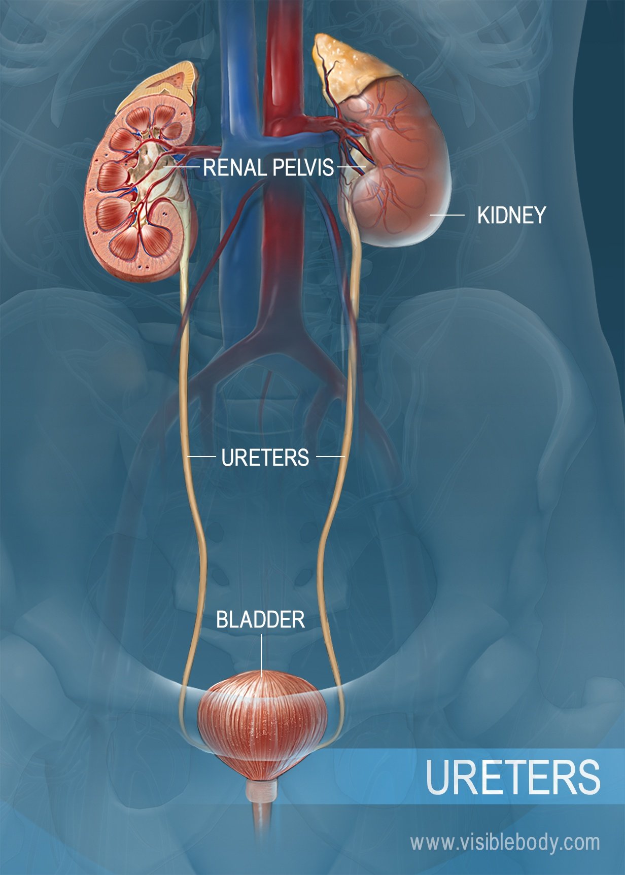 Detail Gambar Organ Ureter Nomer 10