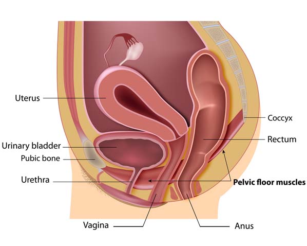 Detail Gambar Organ Uretra Nomer 9