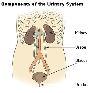 Detail Gambar Organ Uretra Nomer 10