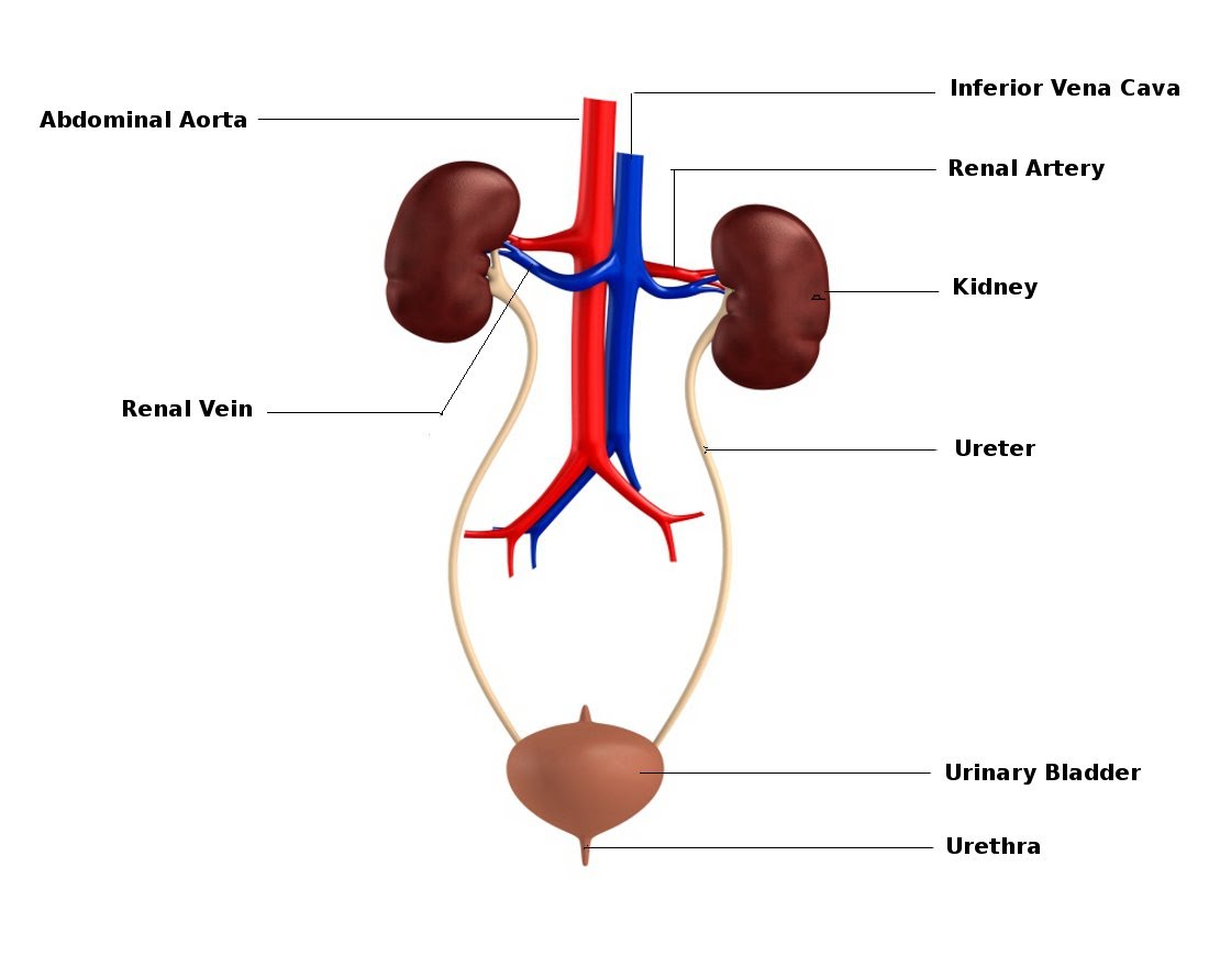 Detail Gambar Organ Uretra Nomer 11