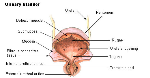 Detail Gambar Organ Uretra Nomer 13