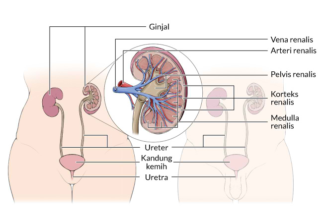 Detail Gambar Organ Uretra Nomer 15