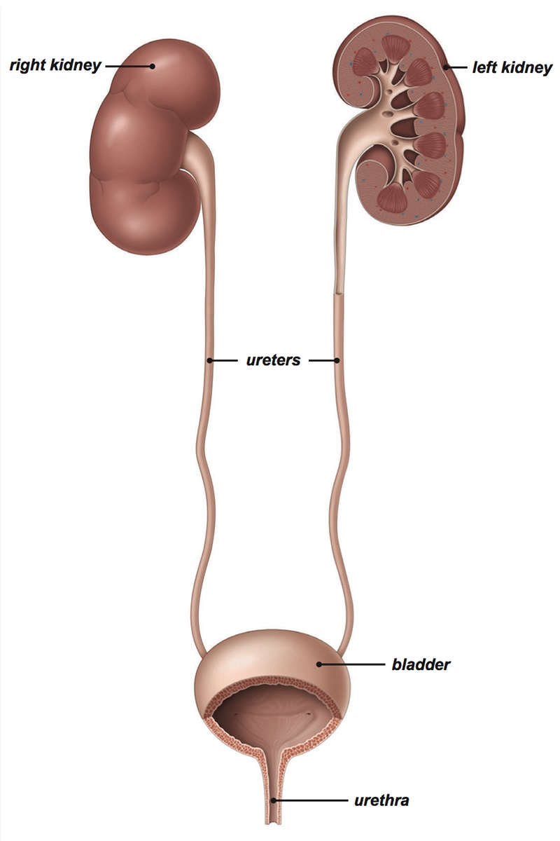 Detail Gambar Organ Uretra Nomer 3