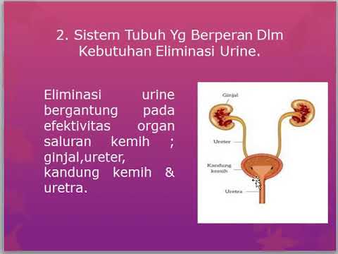 Detail Gambar Organ Uretra Nomer 19