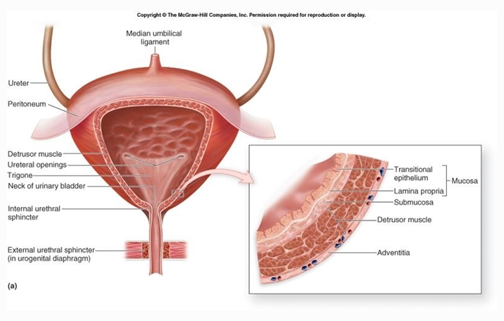 Detail Gambar Organ Uretra Nomer 20