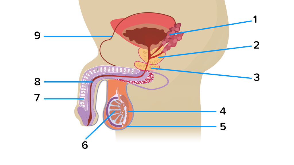 Detail Gambar Organ Uretra Nomer 22