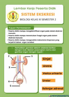 Detail Gambar Organ Uretra Nomer 23