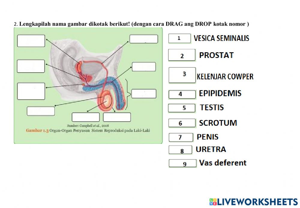 Detail Gambar Organ Uretra Nomer 28