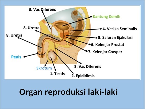 Detail Gambar Organ Uretra Nomer 29