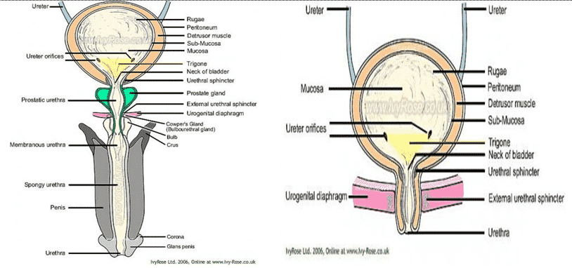 Detail Gambar Organ Uretra Nomer 30