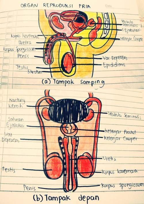 Detail Gambar Organ Uretra Nomer 4