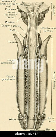 Detail Gambar Organ Uretra Nomer 33