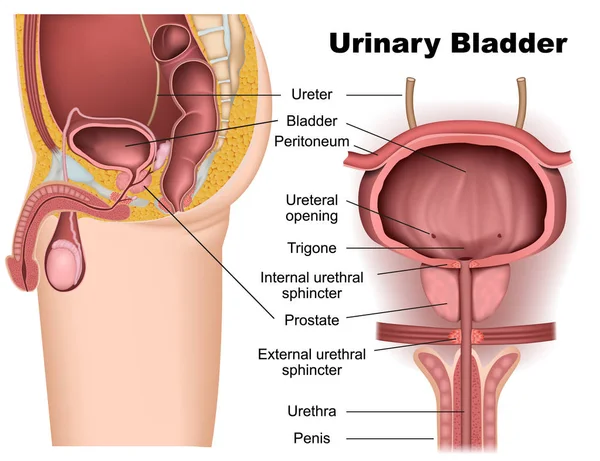 Detail Gambar Organ Uretra Nomer 38