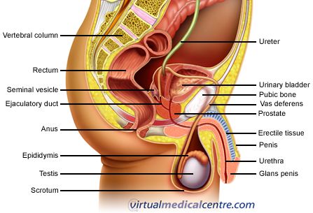 Detail Gambar Organ Uretra Nomer 42