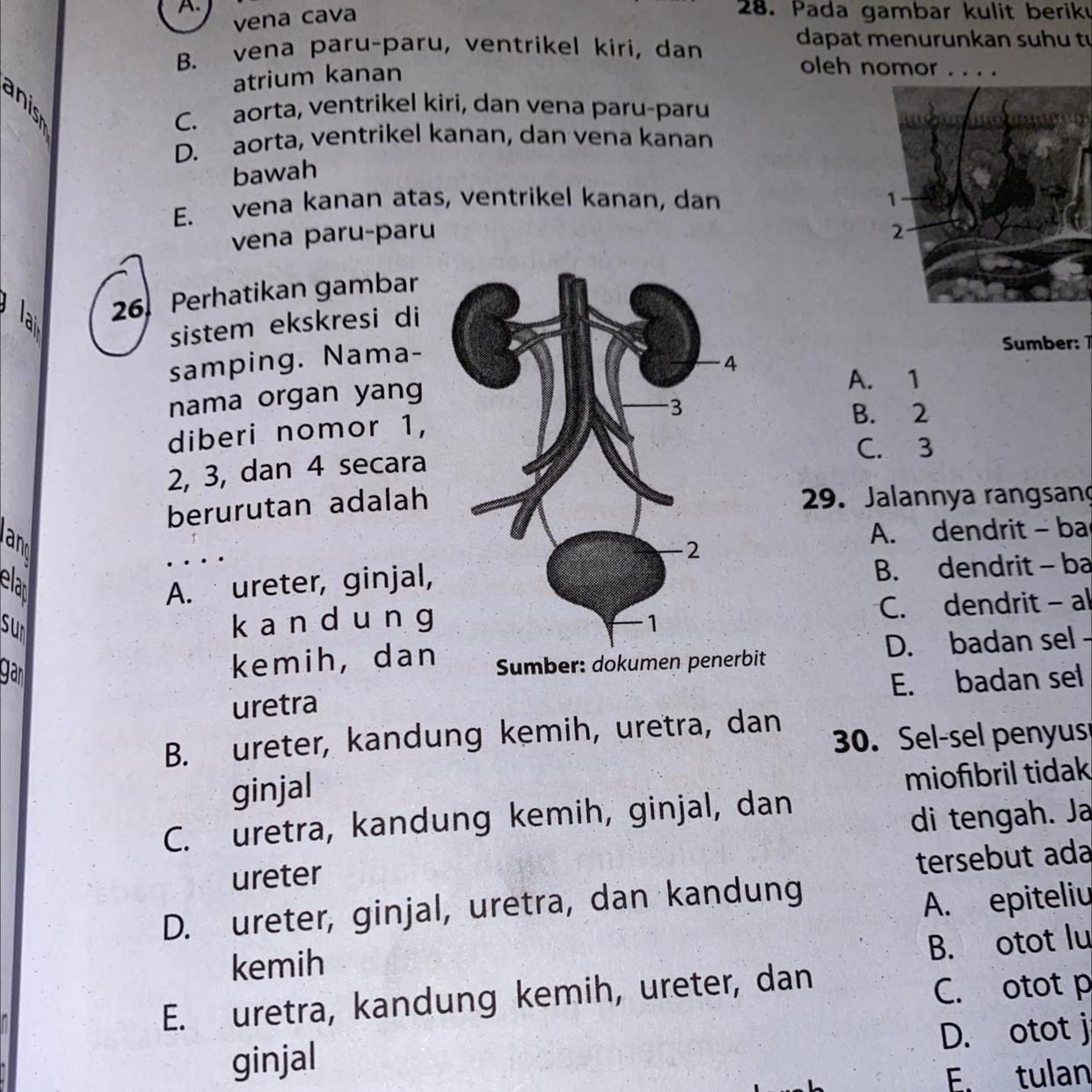 Detail Gambar Organ Uretra Nomer 45