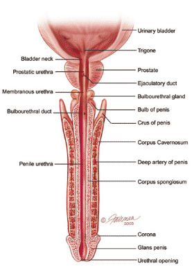 Detail Gambar Organ Uretra Nomer 7