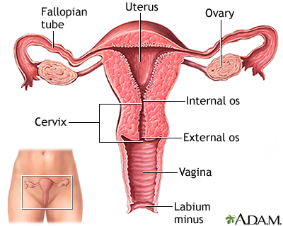 Gambar Organ Uterus - KibrisPDR