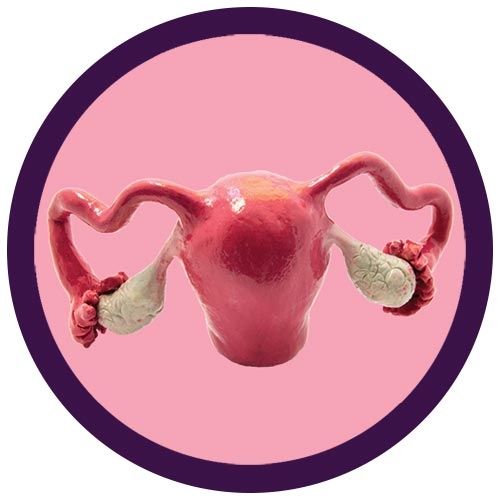 Detail Gambar Organ Uterus Nomer 11