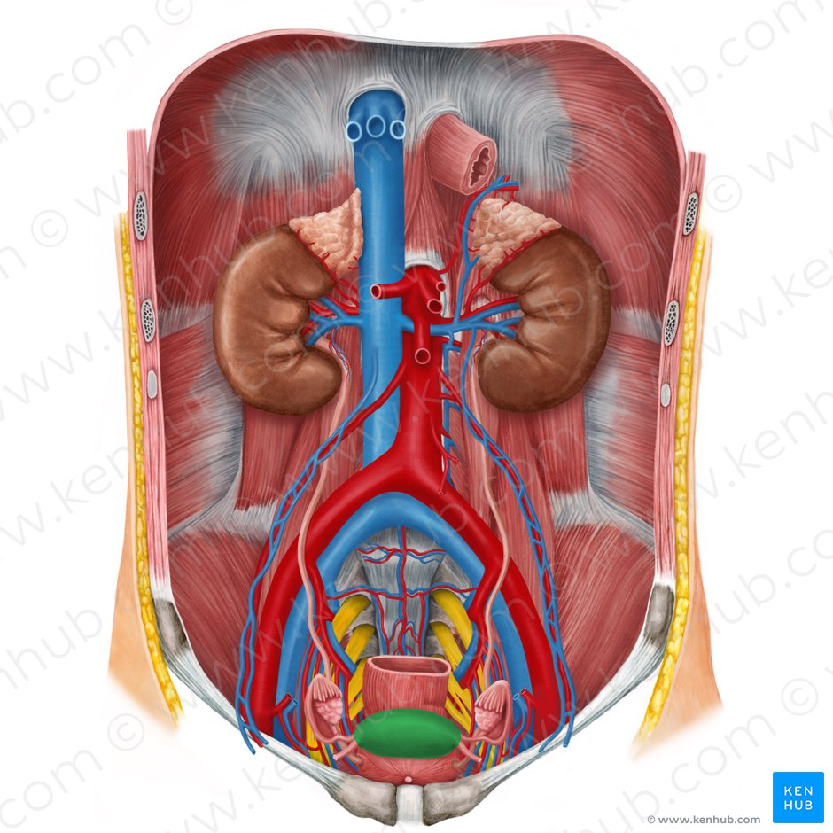 Detail Gambar Organ Uterus Nomer 12