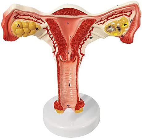 Detail Gambar Organ Uterus Nomer 14