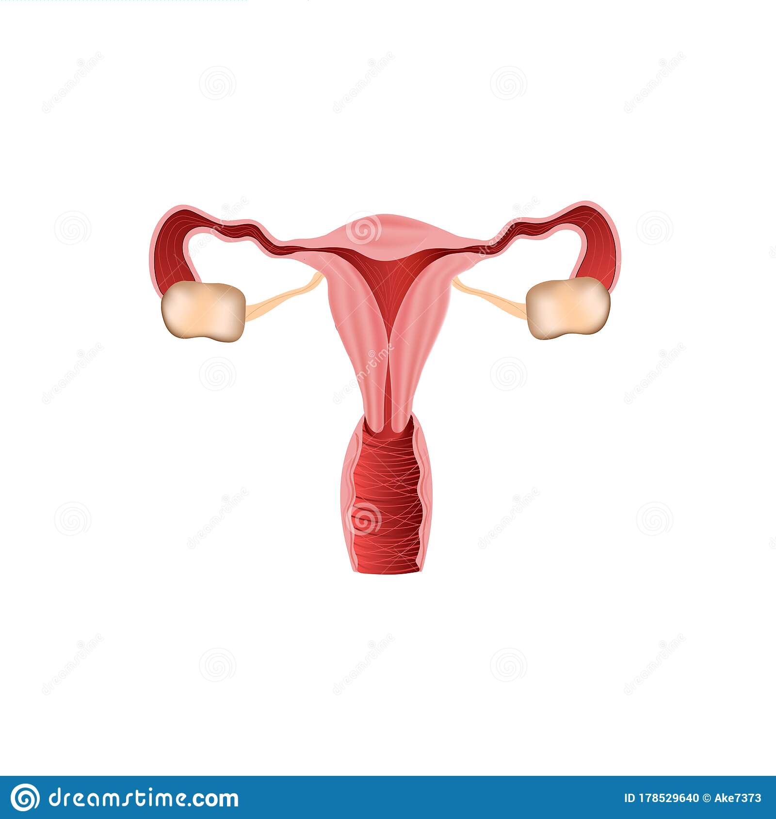 Detail Gambar Organ Uterus Nomer 16