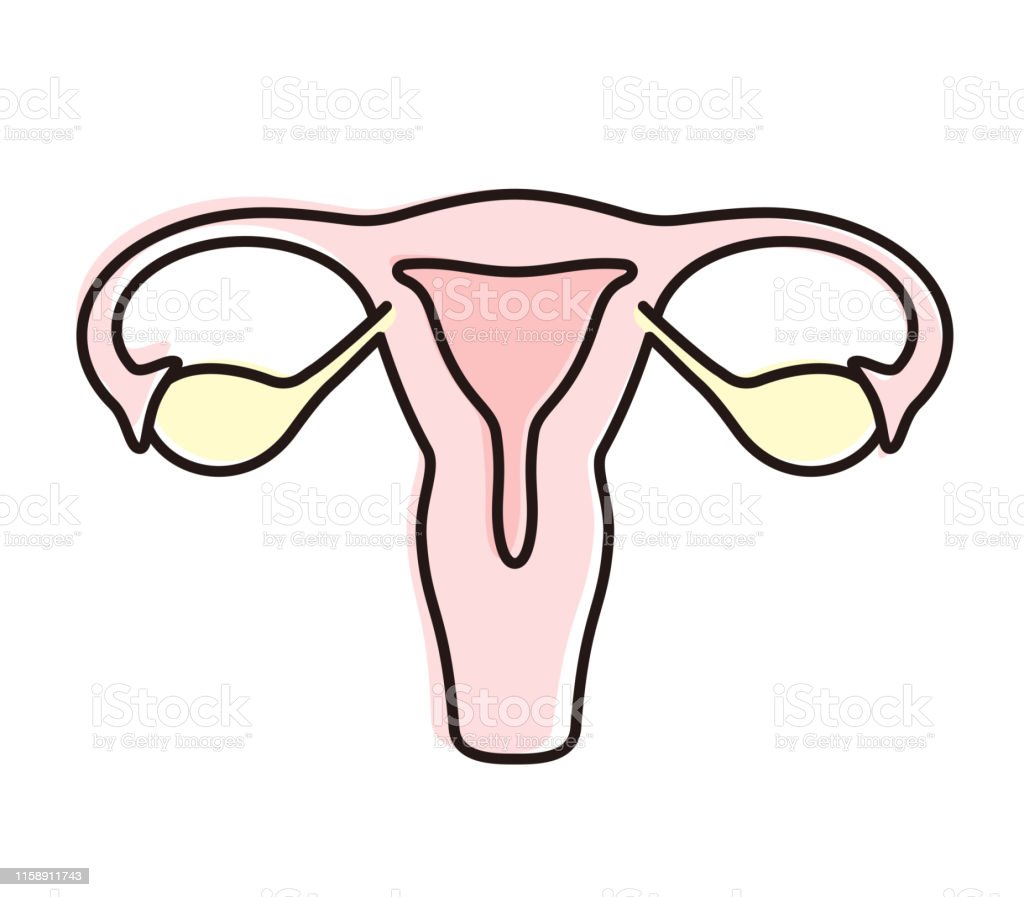 Detail Gambar Organ Uterus Nomer 21