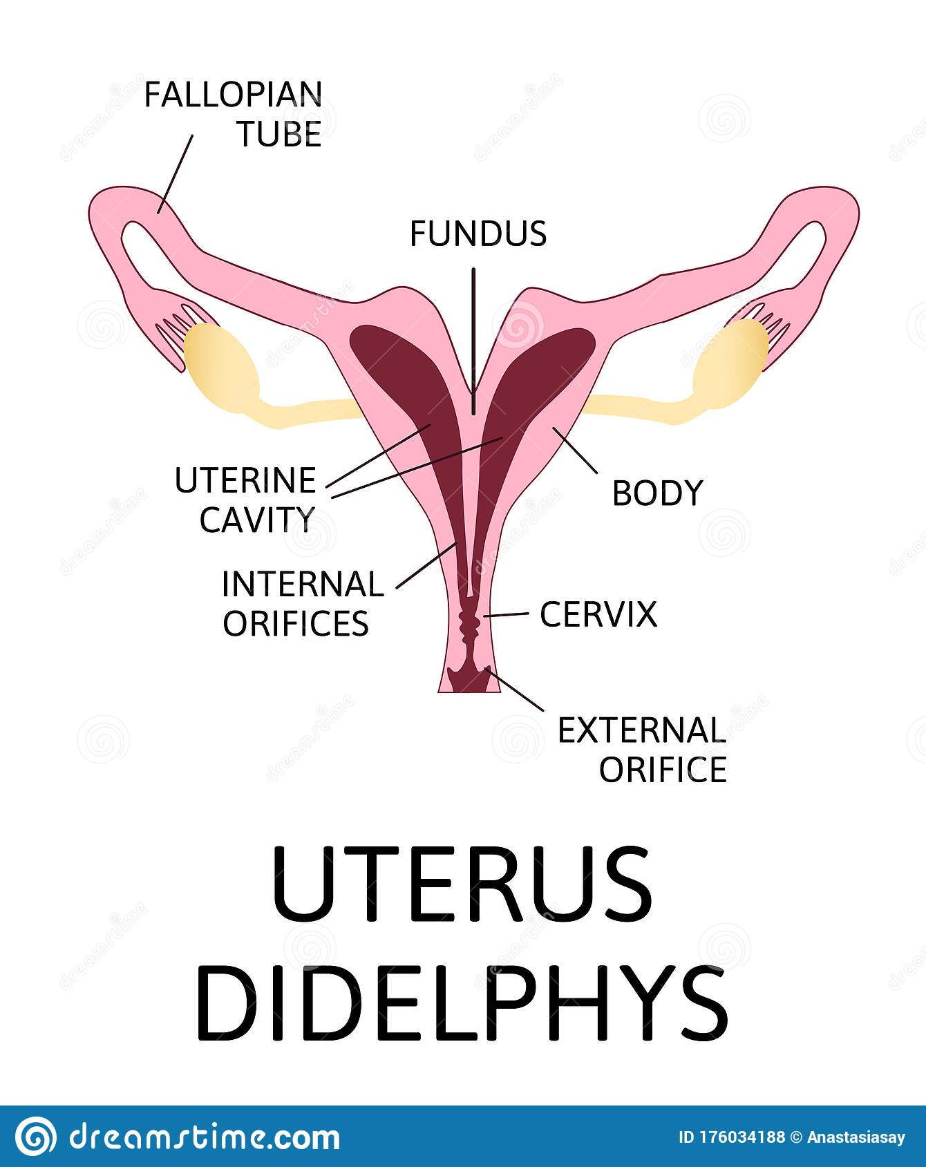 Detail Gambar Organ Uterus Nomer 23