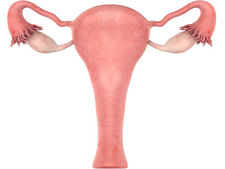 Detail Gambar Organ Uterus Nomer 24