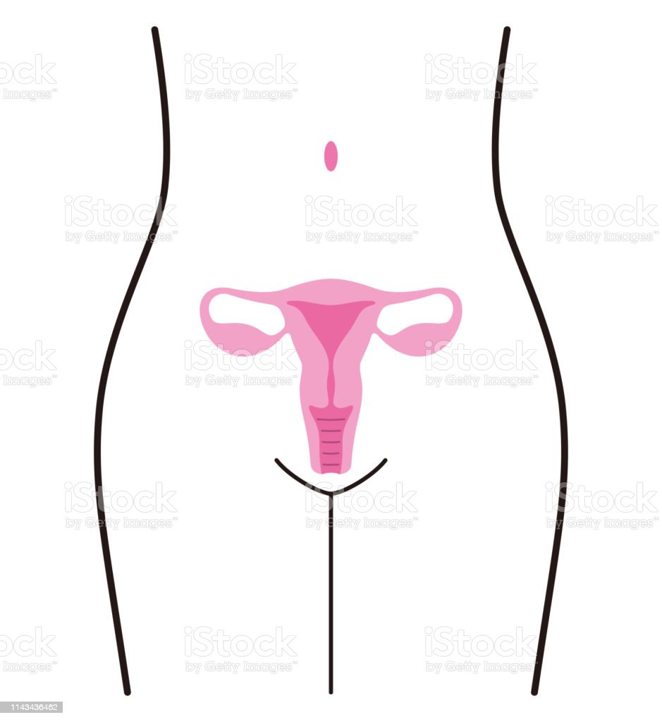 Detail Gambar Organ Uterus Nomer 26