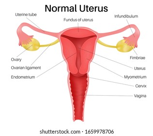 Detail Gambar Organ Uterus Nomer 31