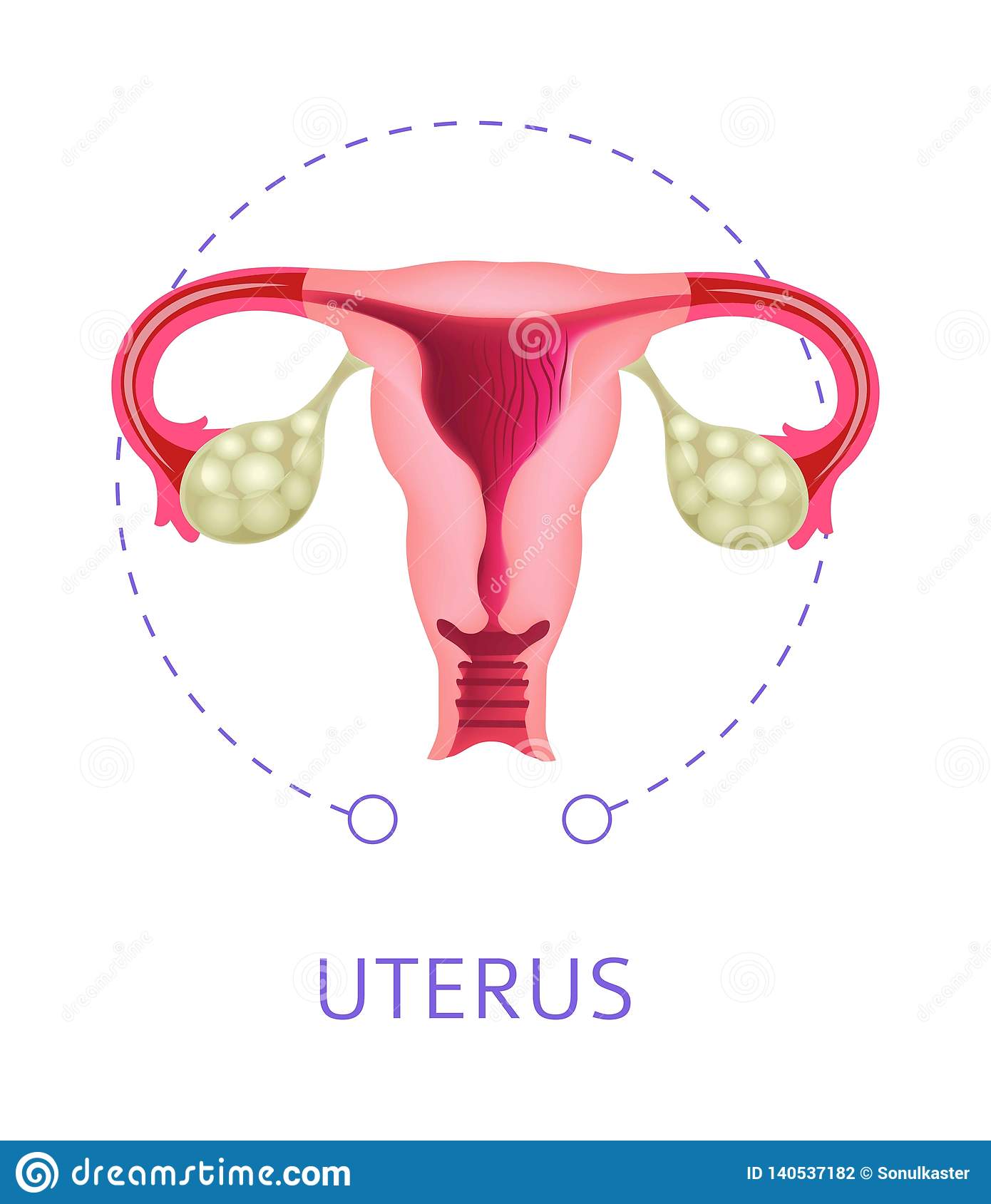 Detail Gambar Organ Uterus Nomer 38