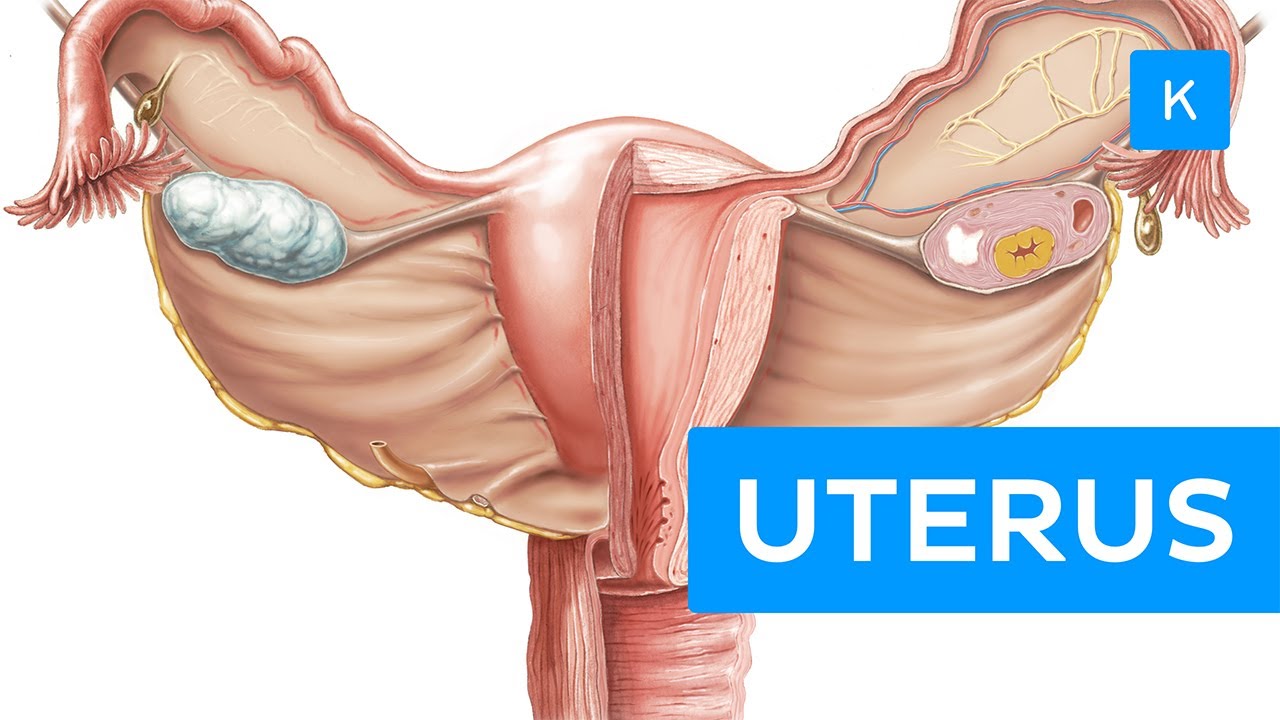 Detail Gambar Organ Uterus Nomer 40