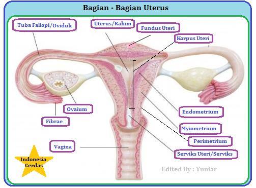 Detail Gambar Organ Uterus Nomer 46