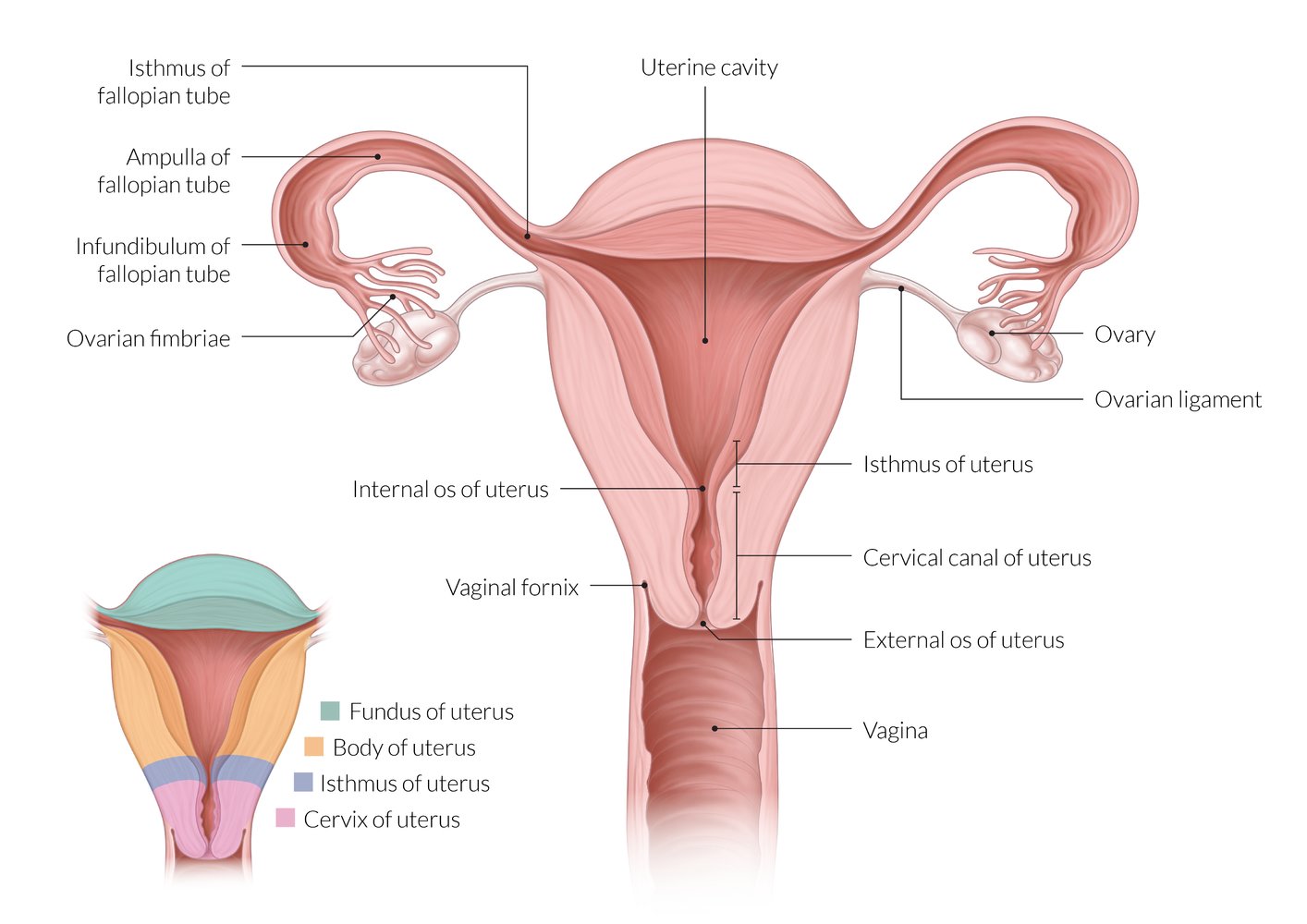 Detail Gambar Organ Uterus Nomer 49