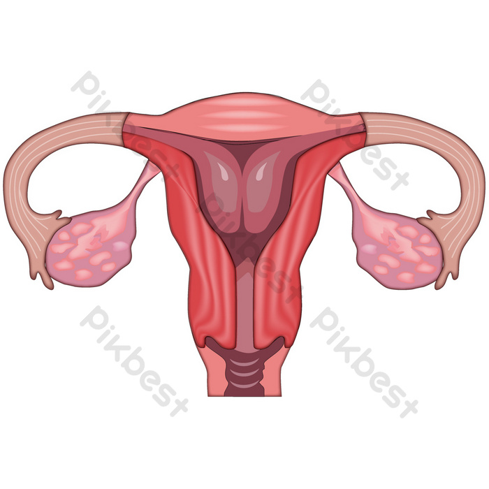 Detail Gambar Organ Uterus Nomer 53