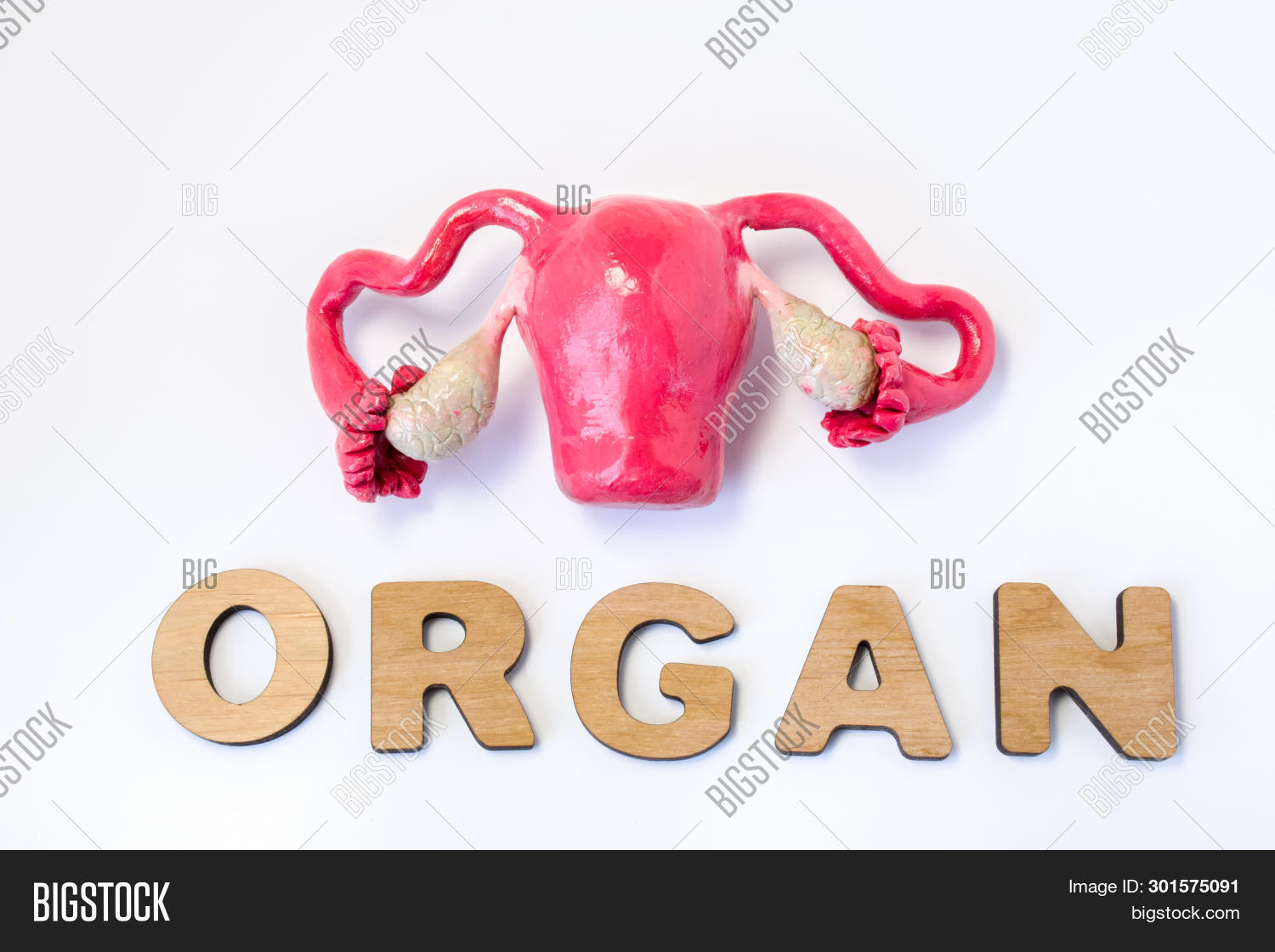 Detail Gambar Organ Uterus Nomer 55