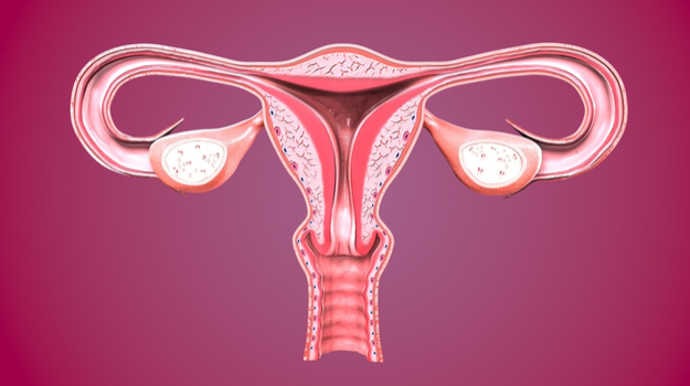 Detail Gambar Organ Uterus Nomer 57