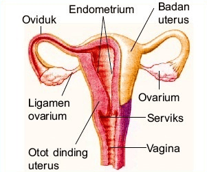 Detail Gambar Organ Wanita Nomer 10