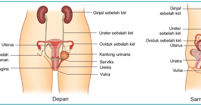 Detail Gambar Organ Wanita Nomer 21