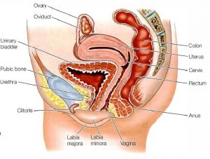 Detail Gambar Organ Wanita Nomer 26