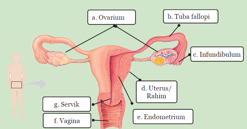 Detail Gambar Organ Wanita Nomer 35