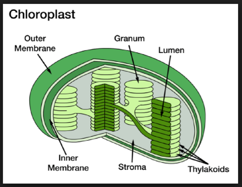 Detail Gambar Organel Kloroplas Nomer 12