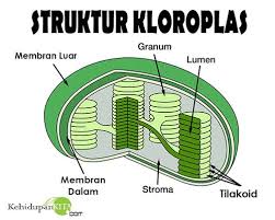Detail Gambar Organel Kloroplas Nomer 13