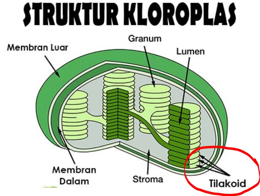 Detail Gambar Organel Kloroplas Nomer 14