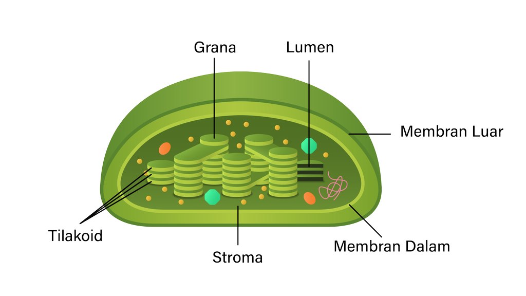 Detail Gambar Organel Kloroplas Nomer 17