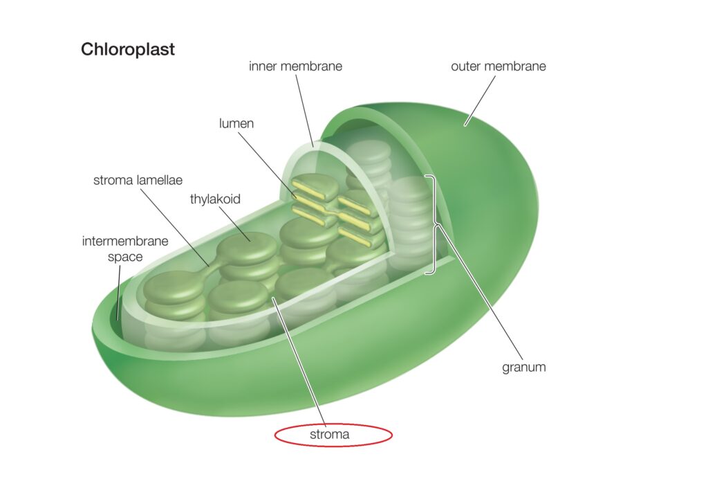 Detail Gambar Organel Kloroplas Nomer 21