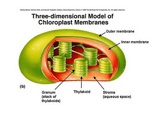 Detail Gambar Organel Kloroplas Nomer 25
