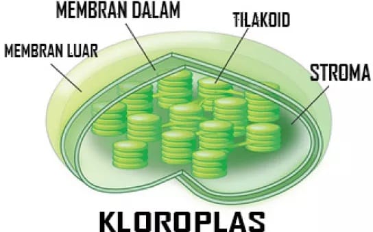 Detail Gambar Organel Kloroplas Nomer 30