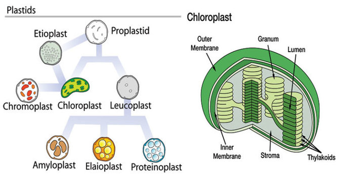 Detail Gambar Organel Kloroplas Nomer 31